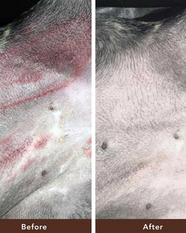 NATURAL DOG COMPANY Skin Soother 2oz